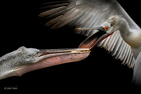 Dalmatian pelicans  1fb,1jd,Animal,Animalia,Aves,Birds,Birds fighting,Birds_fight,Chordata,Dalmatian Pelican,Fauna,Fight,Fighting,Fish,Greece,Pelecanidae,Pelecaniformes,Pelecanus crispus,Pelicans,Wild