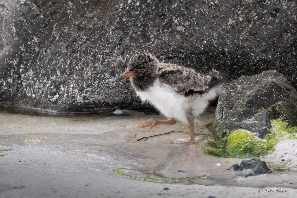 Eurasian oystercatcher - Haematopus ostralegus Can you see it? Perfect camouflage plumage! Animalia,Aves,Charadriiformes,Chordata,Eurasian oyster catcher,Eurasian oystercatcher,Europe,Geotagged,Haematopodidae,Haematopus ostralegus,Norway,Runde island,Spring,Wildlife