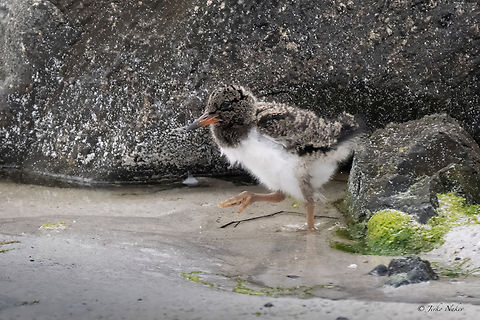 Eurasian oystercatcher - Haematopus ostralegus Can you see it? Perfect camouflage plumage! Animalia,Aves,Charadriiformes,Chordata,Eurasian oyster catcher,Eurasian oystercatcher,Europe,Geotagged,Haematopodidae,Haematopus ostralegus,Norway,Runde island,Spring,Wildlife
