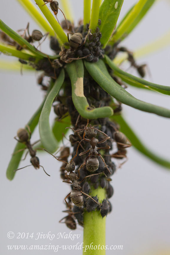 Aphids and Black garden ants - Symbiosis Aphids and Black garden ants - Symbiosic life on Euphorbia cyparissias.  Aphididae,Aphids,Aphis euphorbiae,Black garden ant,Bulgaria,Euphorbia cyparissias,Geotagged,Lasius niger,Symbiotic life,ants,nature,plant,symbiosis,wild flower