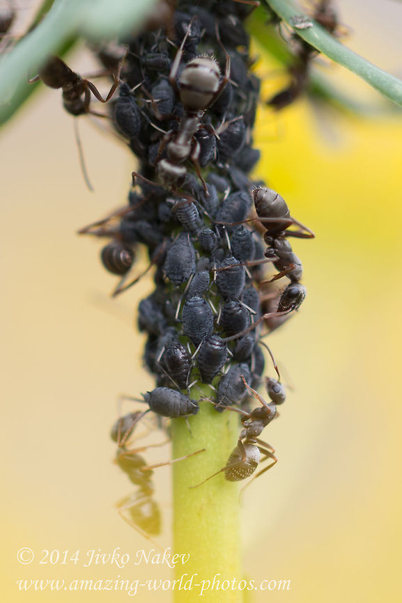 Aphids and Black garden ants - Symbiosis Aphids and Black garden ants - Symbiosic life on Euphorbia cyparissias Aphididae,Aphids,Aphis euphorbiae,Black garden ant,Bulgaria,Euphorbia cyparissias,Geotagged,Lasius niger,Symbiotic life,ants,nature,plant,symbiosis,wild flower
