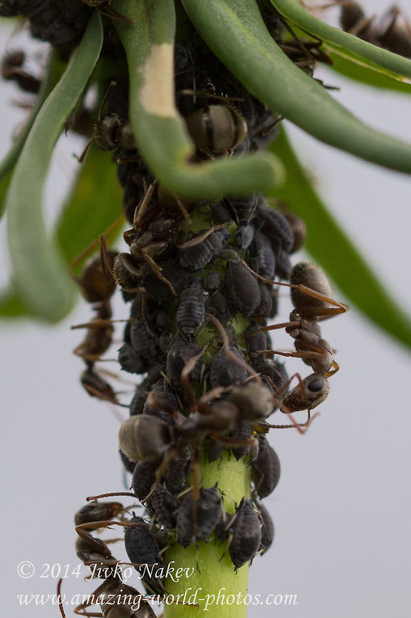 Aphids and Black garden ants - Symbiosis Aphids and Black garden ants - Symbiosic life on Euphorbia cyparissias Aphididae,Aphids,Aphis euphorbiae,Black garden ant,Bulgaria,Euphorbia cyparissias,Geotagged,Lasius niger,Symbiotic life,ants,nature,plant,symbiosis,wild flower
