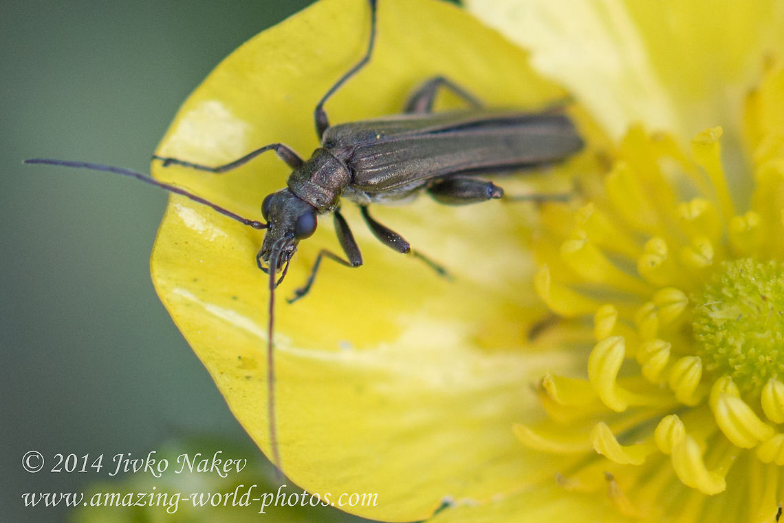 Swollen-thighed beetle By the shape of the femora and the colouration it can be either O. virescens, O. crassipes or O. monticola. These need to be dissected to get to a reliable species ID. Reference: Vazquez, 2002: European Fauna of Oedemeridae. (Michael Geiser) Bulgaria,Geotagged,Oedemera sp.,Oedemridae,Swollen-thighed beetle,coleoptera,insect,nature