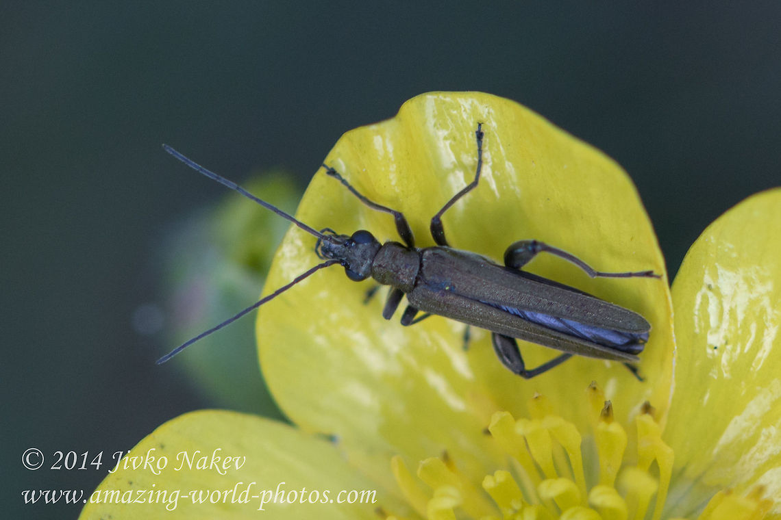 Swollen-thighed beetle By the shape of the femora and the colouration it can be either O. virescens, O. crassipes or O. monticola. These need to be dissected to get to a reliable species ID. Reference: Vazquez, 2002: European Fauna of Oedemeridae. (Michael Geiser) Bulgaria,Geotagged,Oedemera sp.,Oedemridae,Swollen-thighed beetle,coleoptera,insect,nature