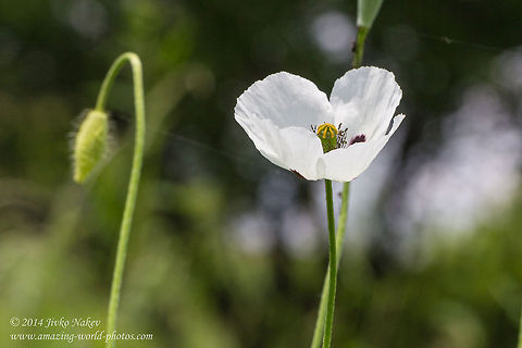 White Poppy Long-headed poppy - Papaver dubium L. var. albiflorum Bulgaria,Geotagged,Long-headed poppy,Papaver dubium,White poppy,albiflorum,nature,plant,ranunculales,wild flower