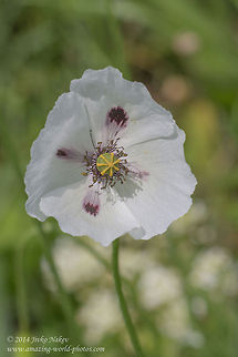 White Poppy Long-headed poppy - Papaver dubium L. var. albiflorum Bulgaria,Geotagged,Long-headed poppy,Papaver dubium,White poppy,albiflorum,nature,plant,ranunculales,wild flower