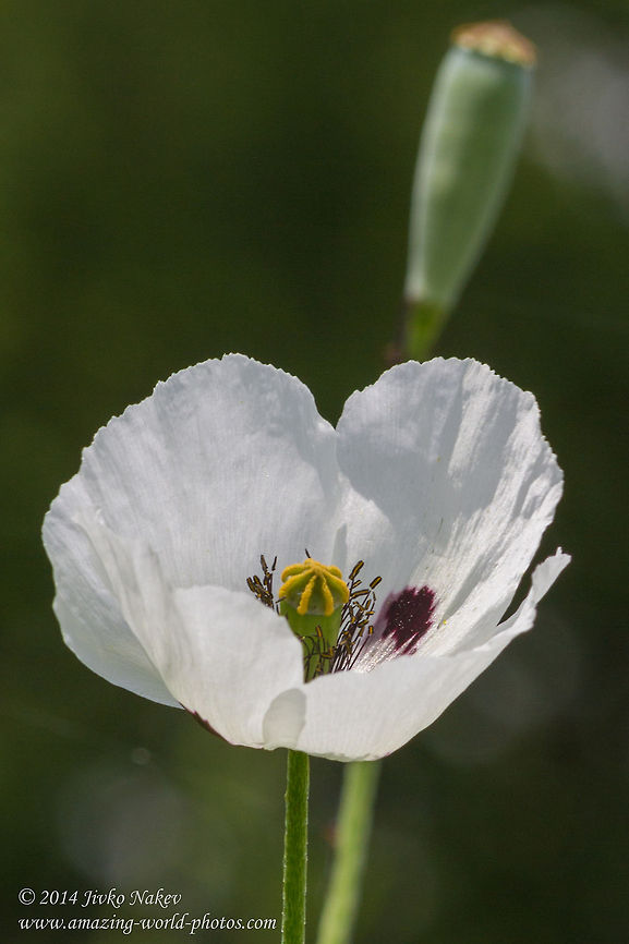 White Poppy Long-headed poppy - Papaver dubium L. var. albiflorum Bulgaria,Geotagged,Long-headed poppy,Papaver dubium,White poppy,albiflorum,nature,plant,ranunculales,wild flower