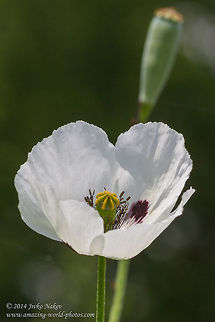White Poppy Long-headed poppy - Papaver dubium L. var. albiflorum Bulgaria,Geotagged,Long-headed poppy,Papaver dubium,White poppy,albiflorum,nature,plant,ranunculales,wild flower