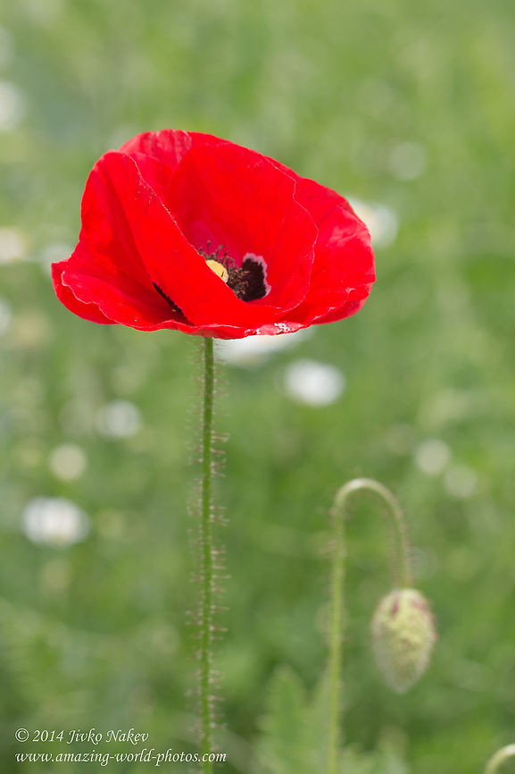 Red poppy Red poppy - Papaver rhoeas Bulgaria,Coquelicot,Corn poppy,Field poppy,Geotagged,Papaver rhoeas,Red poppy,Red weed,nature,plant,ranunculales,wild flower