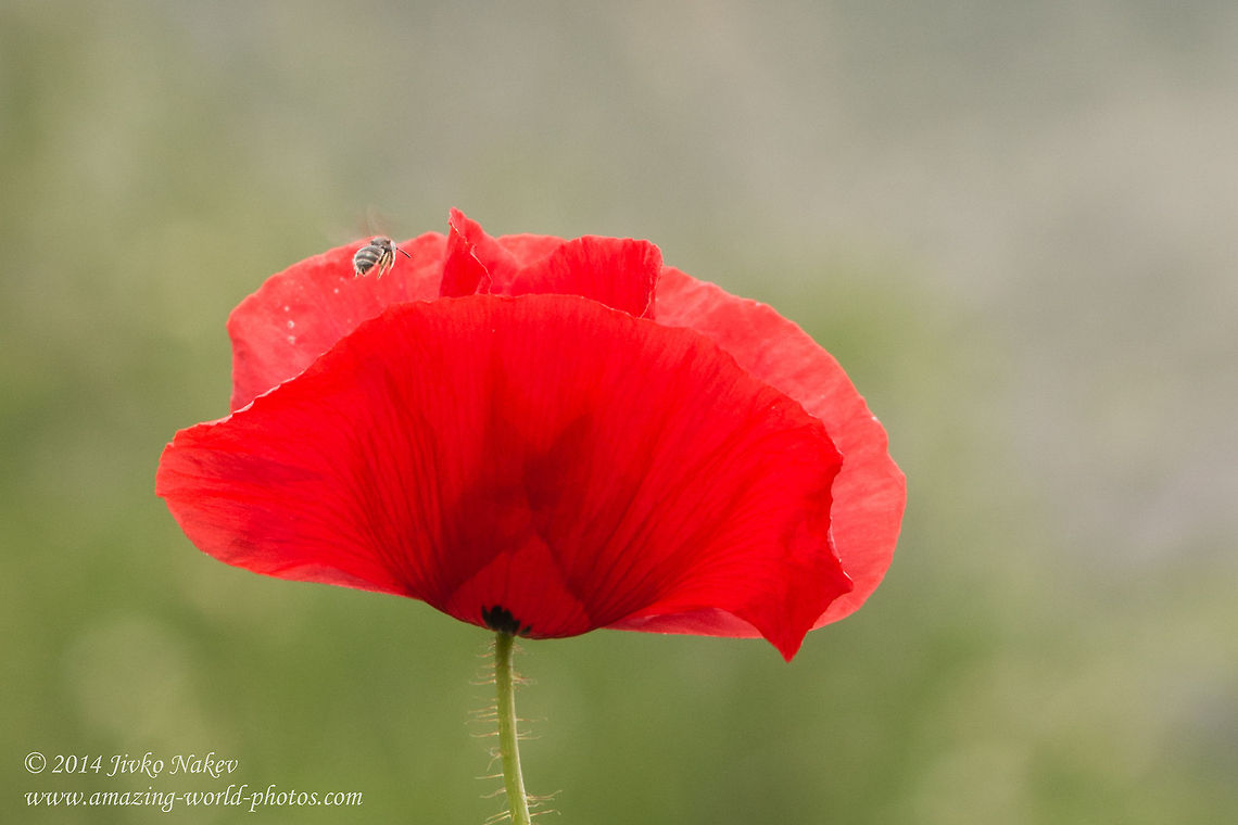 Red poppy Red poppy - Papaver rhoeas Bulgaria,Coquelicot,Corn poppy,Field poppy,Geotagged,Papaver rhoeas,Red poppy,Red weed,nature,plant,ranunculales,wild flower