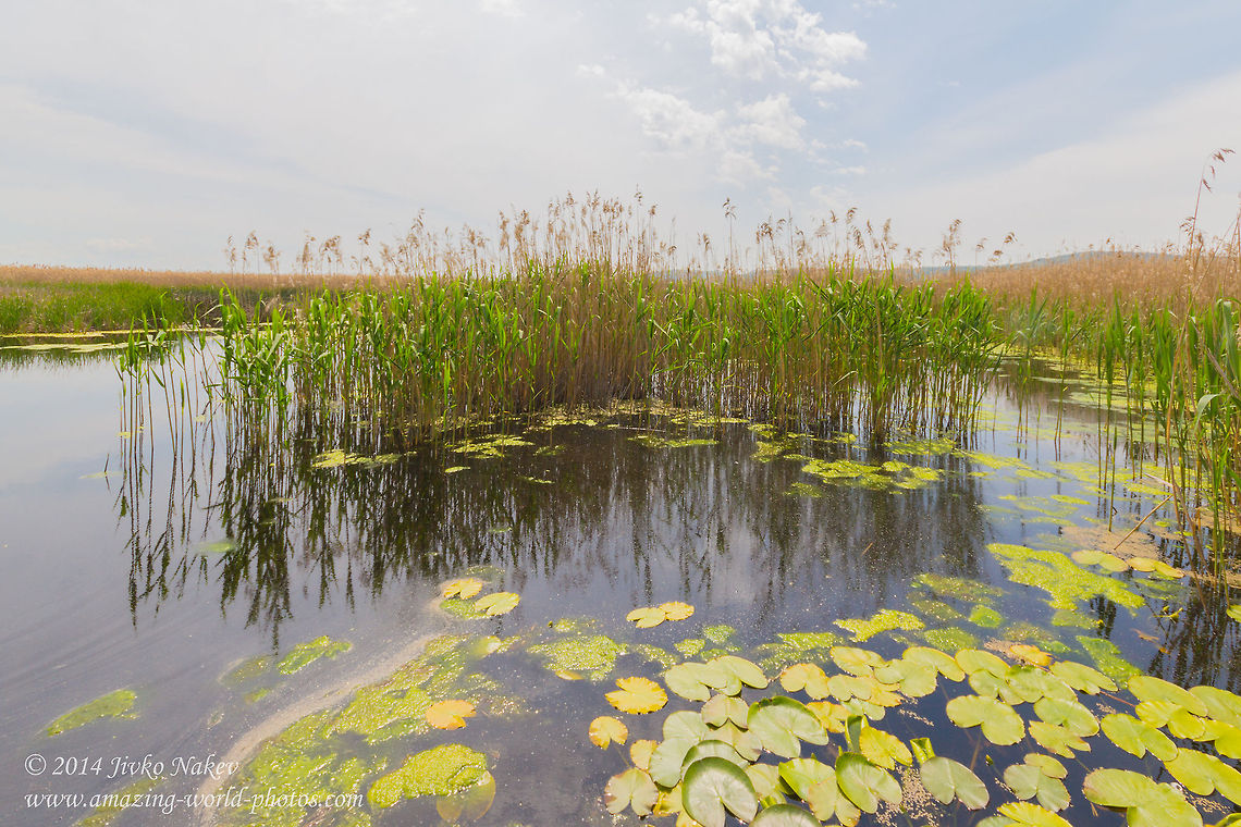 Dragoman marsh The Dragoman marsh is the biggest natural karst wetland in Bulgaria. It is situated only 35 km north-west from Sofia and covers a valley between the limestone hills Tri Ushi and Chepan.<br />
The marsh is a protected sanctuary for birds. Over 200 species have been recorded in the area. Some of them have a high conservation status.<br />
The area is often visited by nature lovers and environmentalists, who use for free the facilities built there: a watch tower and an eco-route.(Wiki) Bulgaria,Dragoman marsh,European white waterlily,Geotagged,Nymphaea alba,marsh reed,nature,plants,water flower,wetland