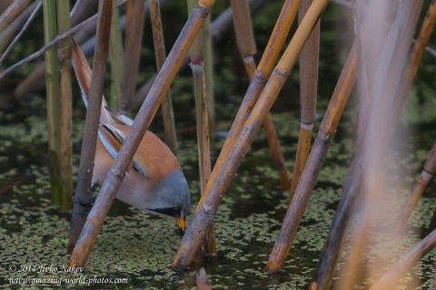 Bearded reedling in reeds Bearded reedling - Panurus biarmicus Bearded Reedling,Bulgaria,Geotagged,Panurus biarmicus,aves,bearded reedling,bearded tit,bird,birds,marsh,marsh reed,nature,passer,passeridae,passerine,plants,reed,songbird,water flower,wetland