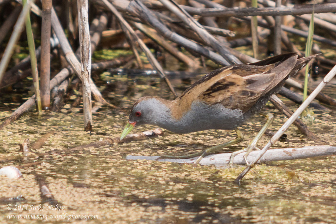 Little crake Waterbird Little crake - Porzana parva Bulgaria,Geotagged,Gruiformes,Little Crake,Little crake,Porzana parva,Rallidae,aves,migratory bird,nature,waterbird