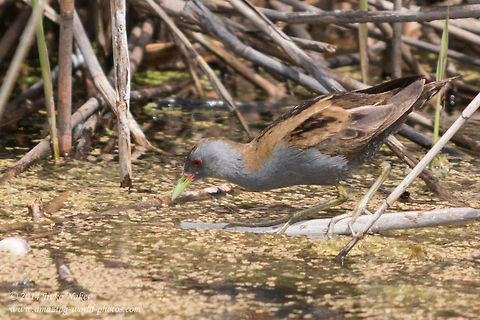 Little crake Waterbird Little crake - Porzana parva Bulgaria,Geotagged,Gruiformes,Little Crake,Little crake,Porzana parva,Rallidae,aves,migratory bird,nature,waterbird