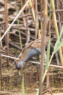 Little crake Waterbird Little crake - Porzana parva Bulgaria,Geotagged,Gruiformes,Little Crake,Little crake,Porzana parva,Rallidae,aves,migratory bird,nature,waterbird