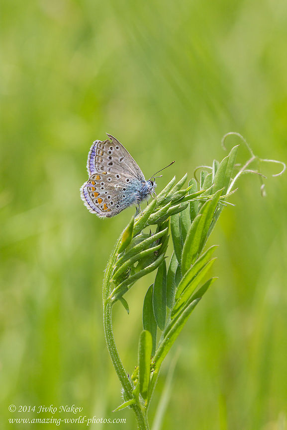 Chapmann's blue butterfly The correct ID has been set thanks to @RMFelix! Bulgaria,Chapman's Blue,Geotagged,Polyommatus thersites,blues,insect,lepidoptera,nature