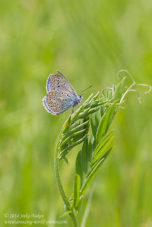 Chapmann's blue butterfly The correct ID has been set thanks to @RMFelix! Bulgaria,Chapman's Blue,Geotagged,Polyommatus thersites,blues,insect,lepidoptera,nature