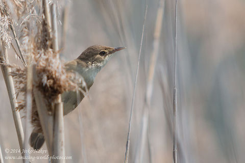 Marsh warbler  Marsh warbler songbird - Acrocephalus palustris Acrocephalus palustris,Bulgaria,Geotagged,Marsh Warbler,Rousserolle verderolle,Sumpfrohrs&auml;nger,aves,bird,nature,passerine,reed,songbird,wetland