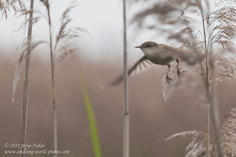 Marsh warbler  Marsh warbler songbird - Acrocephalus palustris Acrocephalus palustris,Bulgaria,Geotagged,Marsh Warbler,Rousserolle verderolle,Sumpfrohrs&auml;nger,aves,bird,nature,passerine,reed,songbird,wetland