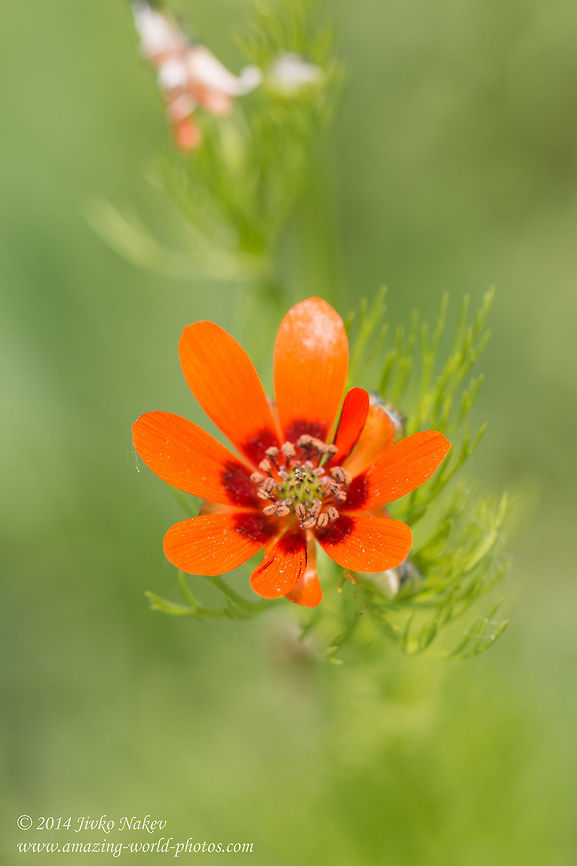 Scarlet pheasant's eye Scarlet pheasant&#039;s eye, Large pheasant&#039;s eye - Adonis flammea Adonis flammea,Bulgaria,Flame adonis,Geotagged,Large pheasant's eye,Scarlet Pheasant's Eye,Scarlet pheasant's eye,nature,ranunculales,wild flower