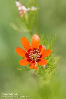 Scarlet pheasant's eye Scarlet pheasant's eye, Large pheasant's eye - Adonis flammea Adonis flammea,Bulgaria,Flame adonis,Geotagged,Large pheasant's eye,Scarlet Pheasant's Eye,Scarlet pheasant's eye,nature,ranunculales,wild flower