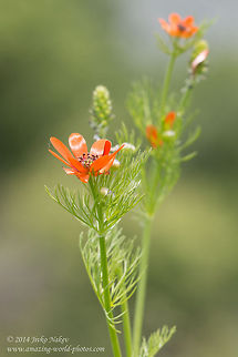 Scarlet pheasant's eye Scarlet pheasant's eye, Large pheasant's eye - Adonis flammea Adonis flammea,Bulgaria,Flame adonis,Geotagged,Large pheasant's eye,Scarlet Pheasant's Eye,Scarlet pheasant's eye,nature,ranunculales,wild flower