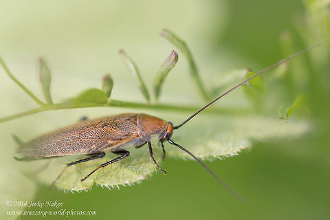 Leaf cockroach Dorsal view:
https://www.jungledragon.com/image/17542/leaf_cockroach.html Blattelidae,Blattodea,Bulgaria,Cockroach,Ectobius erythronotus,Geotagged,insect,nature