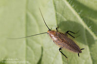Leaf cockroach More lateral view:<br />
https://www.jungledragon.com/image/17541/leaf_cockroach.html Blattelidae,Blattodea,Bulgaria,Cockroach,Ectobius erythronotus,Geotagged,insect,nature