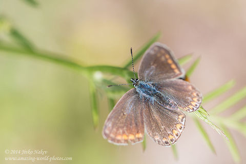 Silver-studded blue butterfly - female Silver-studded blue butterfly - female - Plebejus argu Bulgaria,Geotagged,Plebejus argus,Silver-studded Blue,Silver-studded blue butterfly,blues,insect,lepidoptera,nature