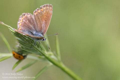 Silver-studded blue butterfly - female  Bulgaria,Plebejus argus,Silver-studded Blue,Silver-studded blue butterfly,blues,insect,lepidoptera,nature