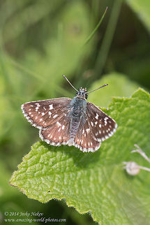Safflower skipper Safflower skipper - Pyrgus carthami Bulgaria,Geotagged,Pyrgus carthami,Safflower Skipper,Safflower skipper,butterfly,insect,lepidoptera,nature