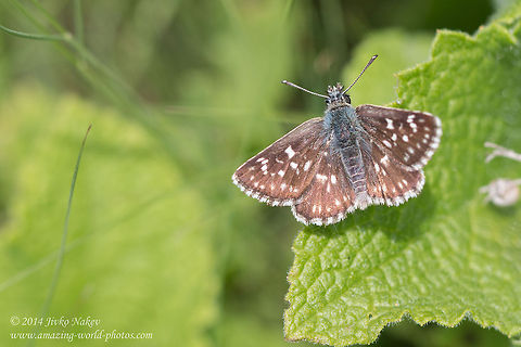 Safflower skipper Safflower skipper - Pyrgus carthami Bulgaria,Geotagged,Pyrgus carthami,Safflower Skipper,Safflower skipper,butterfly,insect,lepidoptera,nature