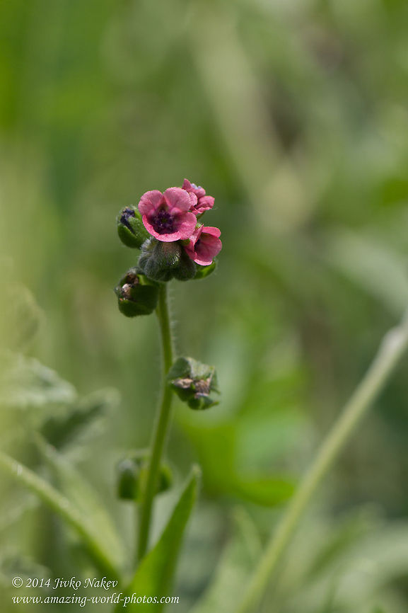 Hungarian Hound's Tongue Wild Flower Cynoglossum montanum, no Wiki page<br />
<a href="http://botany.cz/cs/cynoglossum-montanum/" rel="nofollow">http://botany.cz/cs/cynoglossum-montanum/</a><br />
<a href="http://www.wildflowers.co.il/english/plant.asp?ID=1789" rel="nofollow">http://www.wildflowers.co.il/english/plant.asp?ID=1789</a><br />
<a href="http://en.wikipedia.org/wiki/Cynoglossum" rel="nofollow">http://en.wikipedia.org/wiki/Cynoglossum</a> Bulgaria,Cynoglossum haentei,Cynoglossum hungaricum,Cynoglossum montanum,Geotagged,Hound's tongue,Mountain hound's tongue,nature,wild flower