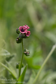 Hungarian Hound's Tongue Wild Flower Cynoglossum montanum, no Wiki page
http://botany.cz/cs/cynoglossum-montanum/
http://www.wildflowers.co.il/english/plant.asp?ID=1789
http://en.wikipedia.org/wiki/Cynoglossum Bulgaria,Cynoglossum haentei,Cynoglossum hungaricum,Cynoglossum montanum,Geotagged,Hound's tongue,Mountain hound's tongue,nature,wild flower