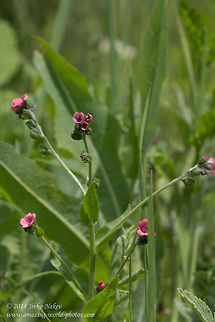Hungarian Hound's Tongue Wild Flower Cynoglossum montanum Bulgaria,Cynoglossum haentei,Cynoglossum hungaricum,Cynoglossum montanum,Geotagged,Hound's tongue,Mountain hound's tongue,nature,wild flower