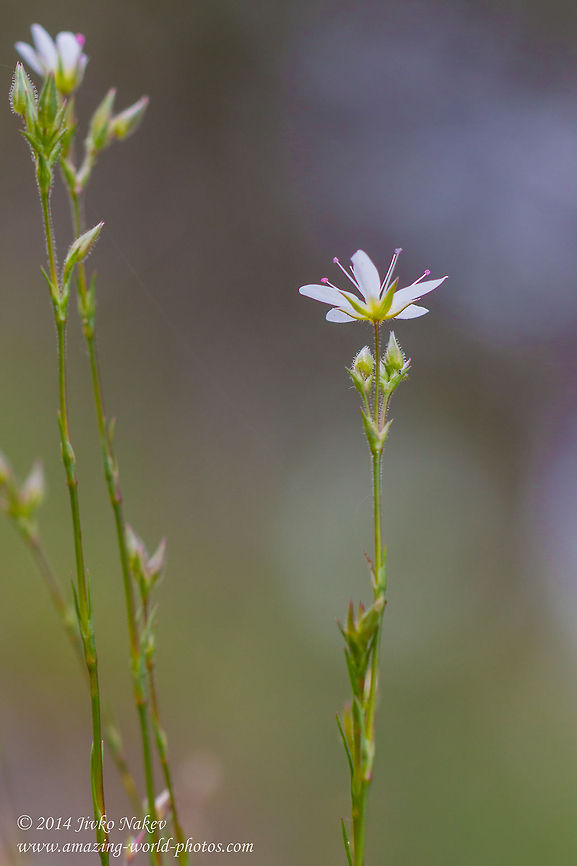 Fairy White Wild Flower I did my best but couldn&#039;t ID this tiny flower. I think it is from the order Poales (Grasses) Bulgaria,Geotagged,nature,plant,white flower,wild flower