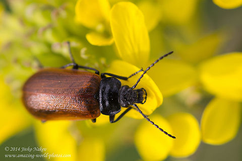 Darkling beetle Comb-clawed beetle - Omophlus proteus
 Alleculinae,Bulgaria,Comb-clawed beetle,Geotagged,Omophlus proteus,Tenebrionidae,coleoptera,darkling beetle,insect,nature