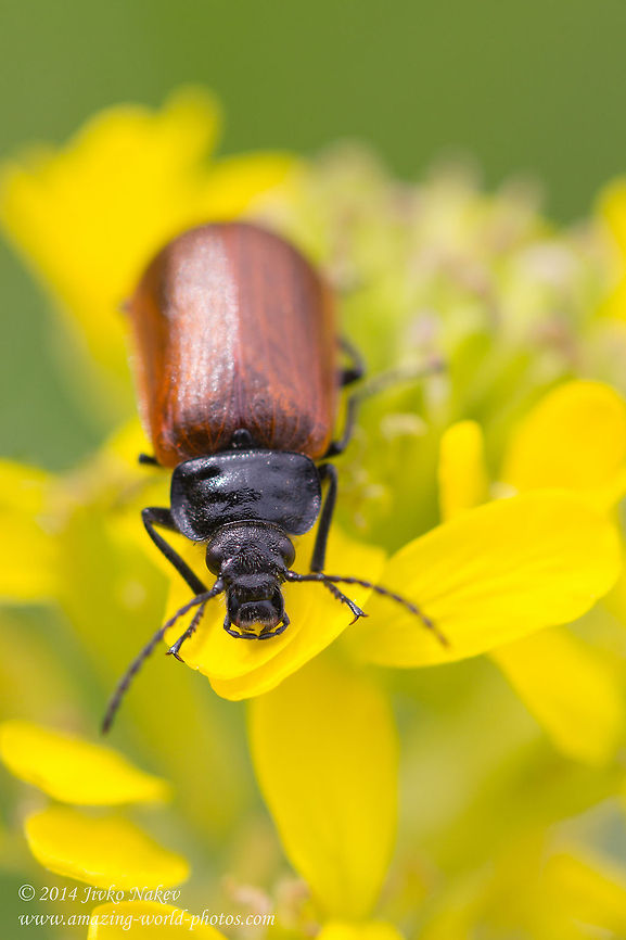 Darkling beetle Comb-clawed beetle - Omophlus proteus Alleculinae,Bulgaria,Comb-clawed beetle,Geotagged,Omophlus proteus,Tenebrionidae,coleoptera,darkling beetle,insect,nature