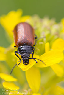 Darkling beetle Comb-clawed beetle - Omophlus proteus Alleculinae,Bulgaria,Comb-clawed beetle,Geotagged,Omophlus proteus,Tenebrionidae,coleoptera,darkling beetle,insect,nature
