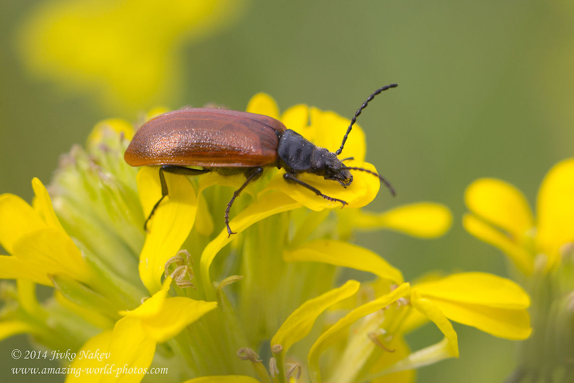 Darkling beetle Comb-clawed beetle - Omophlus proteus Alleculinae,Bulgaria,Comb-clawed beetle,Geotagged,Omophlus proteus,Tenebrionidae,coleoptera,darkling beetle,insect,nature