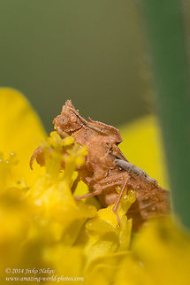 Ambush bug Ambush bug - Phymata crassipes Ambush bug,Bulgaria,Geotagged,Phymata crassipes,beetle,camouflage,coleoptera,insect,nature,raptor