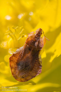 Ambush bug Ambush bug - Phymata crassipes Ambush bug,Bulgaria,Geotagged,Phymata crassipes,beetle,camouflage,coleoptera,insect,nature,raptor