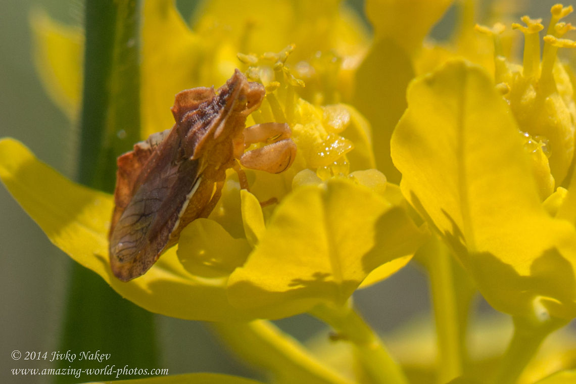 Ambush bug Ambush bug - Phymata crassipes Ambush bug,Bulgaria,Geotagged,Phymata crassipes,beetle,camouflage,coleoptera,insect,nature,raptor