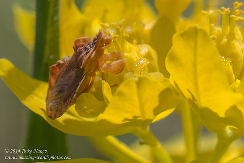 Ambush bug Ambush bug - Phymata crassipes Ambush bug,Bulgaria,Geotagged,Phymata crassipes,beetle,camouflage,coleoptera,insect,nature,raptor