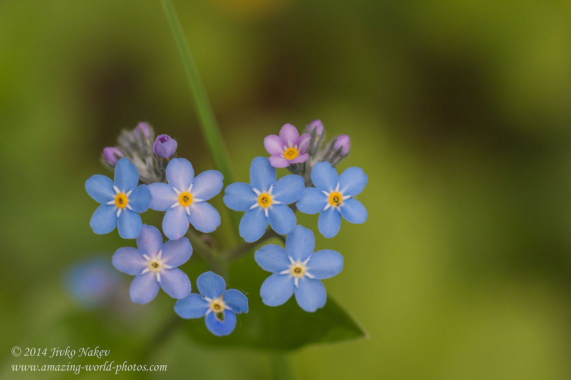 Wood Forget-me-not Wood Forget-me-not - Myosotis sylvatica Boraginaceae,Bulgaria,Geotagged,Myosotis des bois,Myosotis sylvatica,Wald-Vergissmeinnicht,Wood forget-me-not,blue flower,bosvergeet-mij-nietje,nature,plant,wild flower