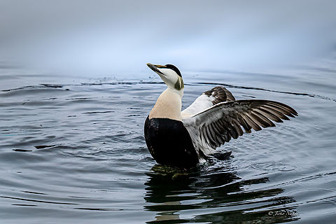 Common Eider male - Somateria mollissima in Norway.