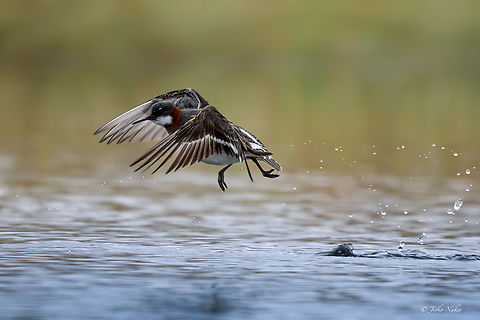 Red-necked Phalarope - Phalaropus lobatus in Norway.