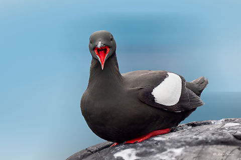 Black Guillemot - Cepphus grylle in Norway.