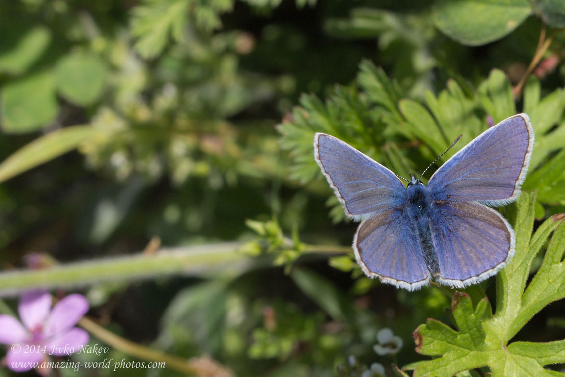 Blue beauty Silver-studded blue butterfly - Plebejus argus Bulgaria,Geotagged,Plebejus argus,Silver-studded Blue,Silver-studded blue butterfly,blues,insect,lepidoptera,nature
