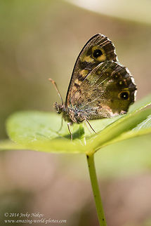 Speckled wood butterfly Speckled wood butterfly - Pararge aegeria Bulgaria,Geotagged,Pararge aegeria,Satyrinae,Speckled Wood,Speckled wood butterfly,insect,lepidoptera,nature,nymphalidae